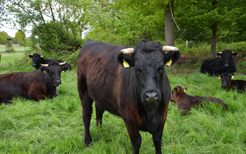 Moorhoof Welsh Black